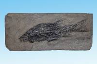 Poisson fossile (Semionotus agassizii, Jurassique, -210 Ma)